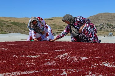 آغاز برداشت مرغوب ترین سماق ایران در شهرستان هوراند