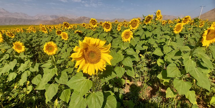 کشت گل آفتابگردان در ۴۰۰ هکتار از اراضی کشاورزی شهرستان کوهرنگ