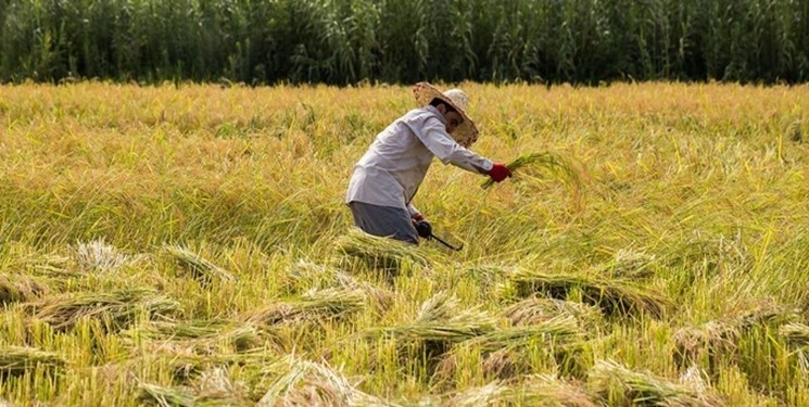 شالیکاران چشم انتظار اقدام دولت برای ساماندهی بازار برنج