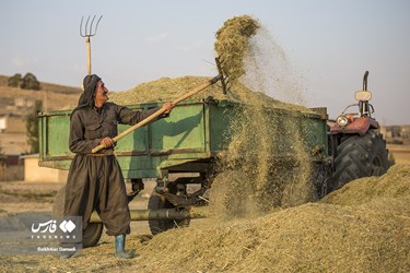 Iran’s Wheat Output Reaches Milestone of 10 Million mt