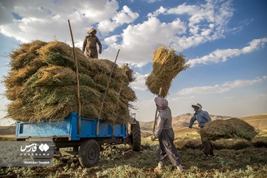 Iran’s Wheat Output Reaches Milestone of 10 Million mt