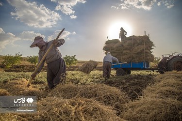 Iran’s Wheat Output Reaches Milestone of 10 Million mt