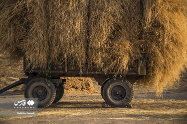 Iran’s Wheat Output Reaches Milestone of 10 Million mt