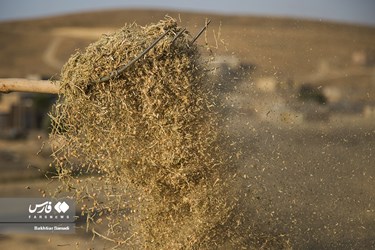Iran’s Wheat Output Reaches Milestone of 10 Million mt