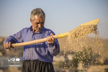 Iran’s Wheat Output Reaches Milestone of 10 Million mt