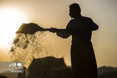 Iran’s Wheat Output Reaches Milestone of 10 Million mt