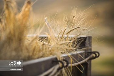 Iran’s Wheat Output Reaches Milestone of 10 Million mt