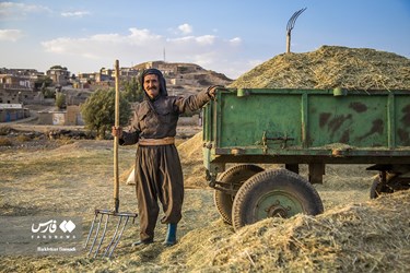 Iran’s Wheat Output Reaches Milestone of 10 Million mt