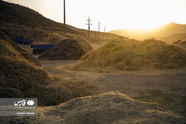 Iran’s Wheat Output Reaches Milestone of 10 Million mt