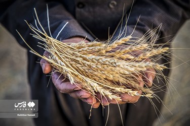 Iran’s Wheat Output Reaches Milestone of 10 Million mt