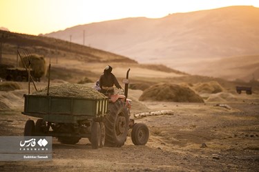 Iran’s Wheat Output Reaches Milestone of 10 Million mt