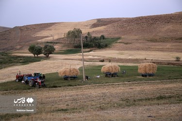 Iran’s Wheat Output Reaches Milestone of 10 Million mt