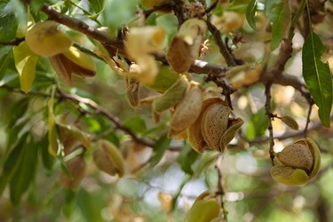 برداشت بادام در چهارمحال و بختیاری 