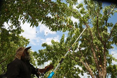 برداشت بادام در چهارمحال و بختیاری 