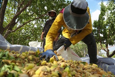 برداشت بادام در چهارمحال و بختیاری 