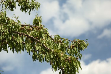 برداشت بادام در چهارمحال و بختیاری 