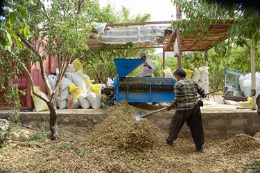 برداشت بادام در چهارمحال و بختیاری 