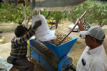 برداشت بادام در چهارمحال و بختیاری 