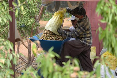 برداشت بادام در چهارمحال و بختیاری 