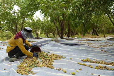 برداشت بادام در چهارمحال و بختیاری 