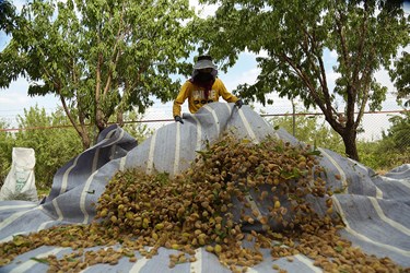 برداشت بادام در چهارمحال و بختیاری 