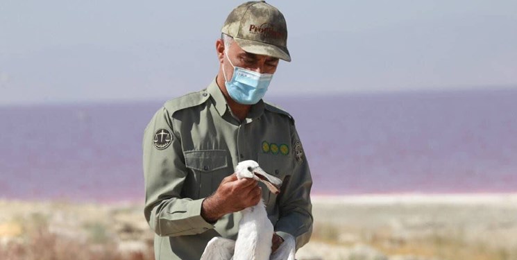 حلقه گذاری پرندگان در زیستگاه‌های آذربایجان غربی آغاز شد