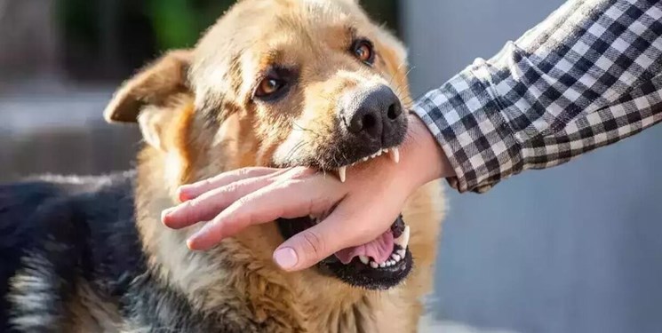 سگ های بلاصاحب در ارومیه جان کودک سه ساله را گرفتند