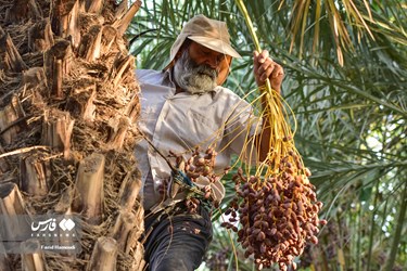 Harvesting Dates in Iran