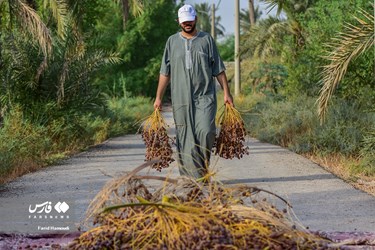 Harvesting Dates in Iran