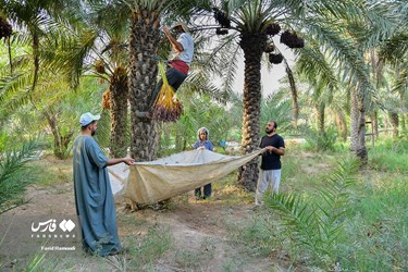 Harvesting Dates in Iran