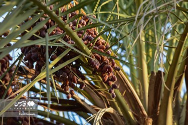 Harvesting Dates in Iran