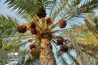 Harvesting Dates in Iran