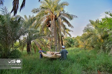 Harvesting Dates in Iran