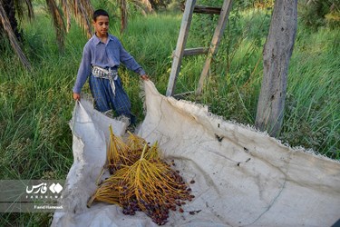 Harvesting Dates in Iran