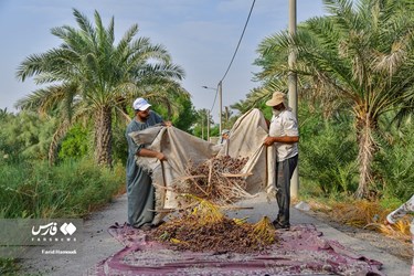 Harvesting Dates in Iran