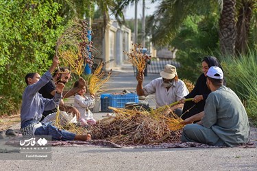 Harvesting Dates in Iran