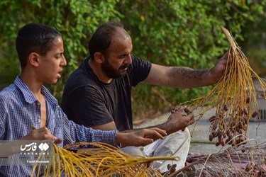 Harvesting Dates in Iran