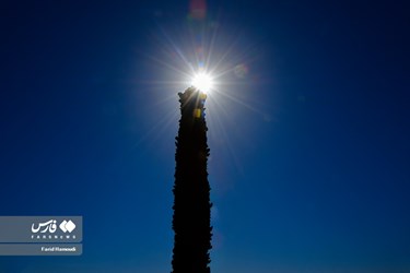 Land of Headless Palms, A Symbol of Iranian Resistance in Iraqi Imposed War