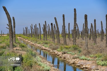 Land of Headless Palms, A Symbol of Iranian Resistance in Iraqi Imposed War