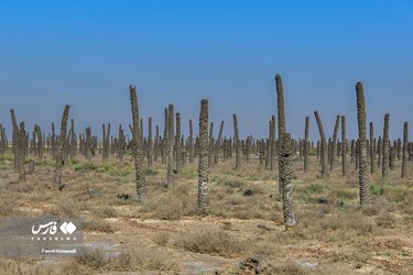 Land of Headless Palms, A Symbol of Iranian Resistance in Iraqi Imposed War