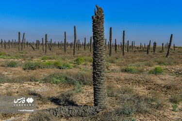 Land of Headless Palms, A Symbol of Iranian Resistance in Iraqi Imposed War