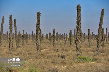 Land of Headless Palms, A Symbol of Iranian Resistance in Iraqi Imposed War