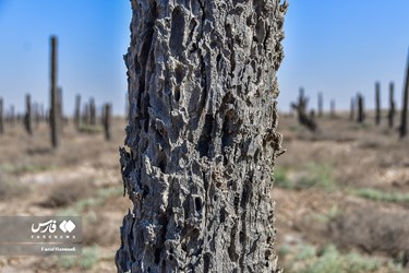Land of Headless Palms, A Symbol of Iranian Resistance in Iraqi Imposed War