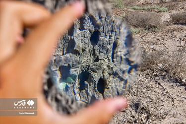 Land of Headless Palms, A Symbol of Iranian Resistance in Iraqi Imposed War