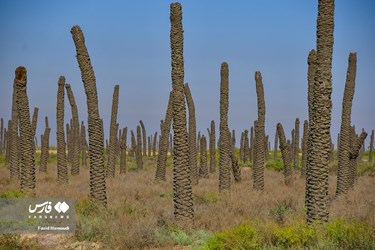 Land of Headless Palms, A Symbol of Iranian Resistance in Iraqi Imposed War
