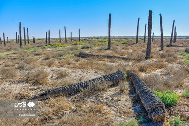 Land of Headless Palms, A Symbol of Iranian Resistance in Iraqi Imposed War