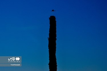 Land of Headless Palms, A Symbol of Iranian Resistance in Iraqi Imposed War