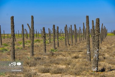 Land of Headless Palms, A Symbol of Iranian Resistance in Iraqi Imposed War