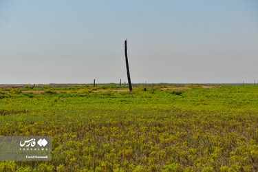 Land of Headless Palms, A Symbol of Iranian Resistance in Iraqi Imposed War