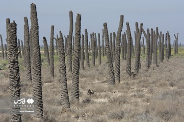 Land of Headless Palms, A Symbol of Iranian Resistance in Iraqi Imposed War